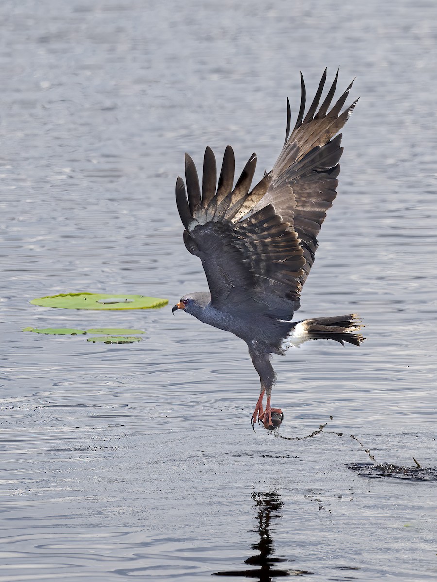 Schneckenbussard - ML620520993