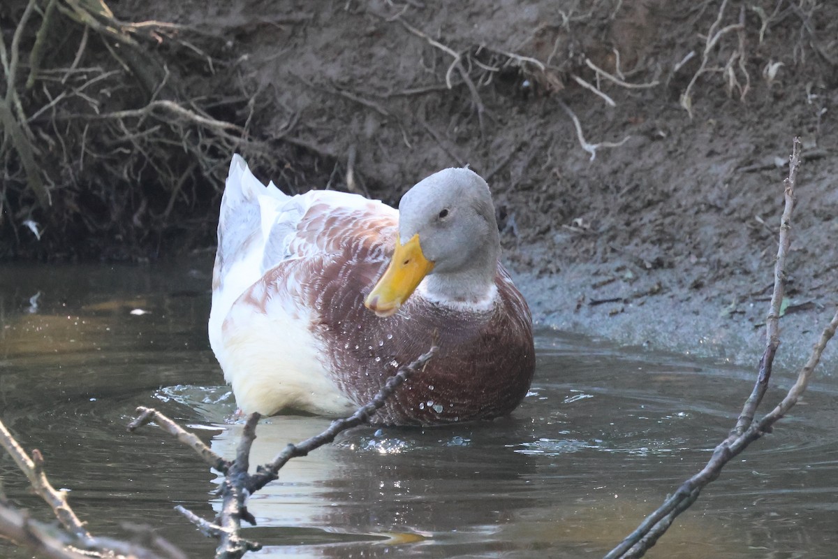 Mallard (Domestic type) - ML620520996