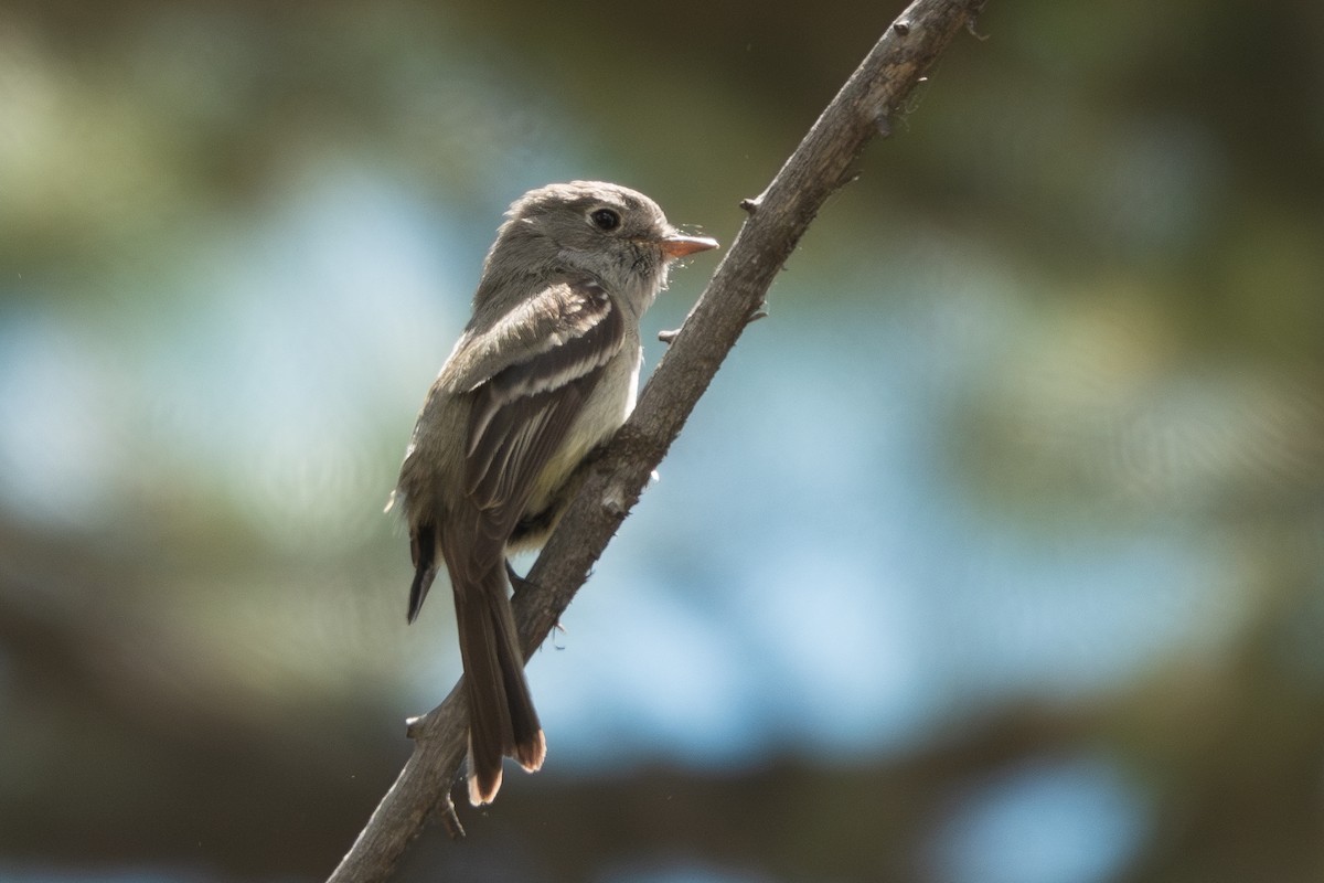 Dusky Flycatcher - ML620520999