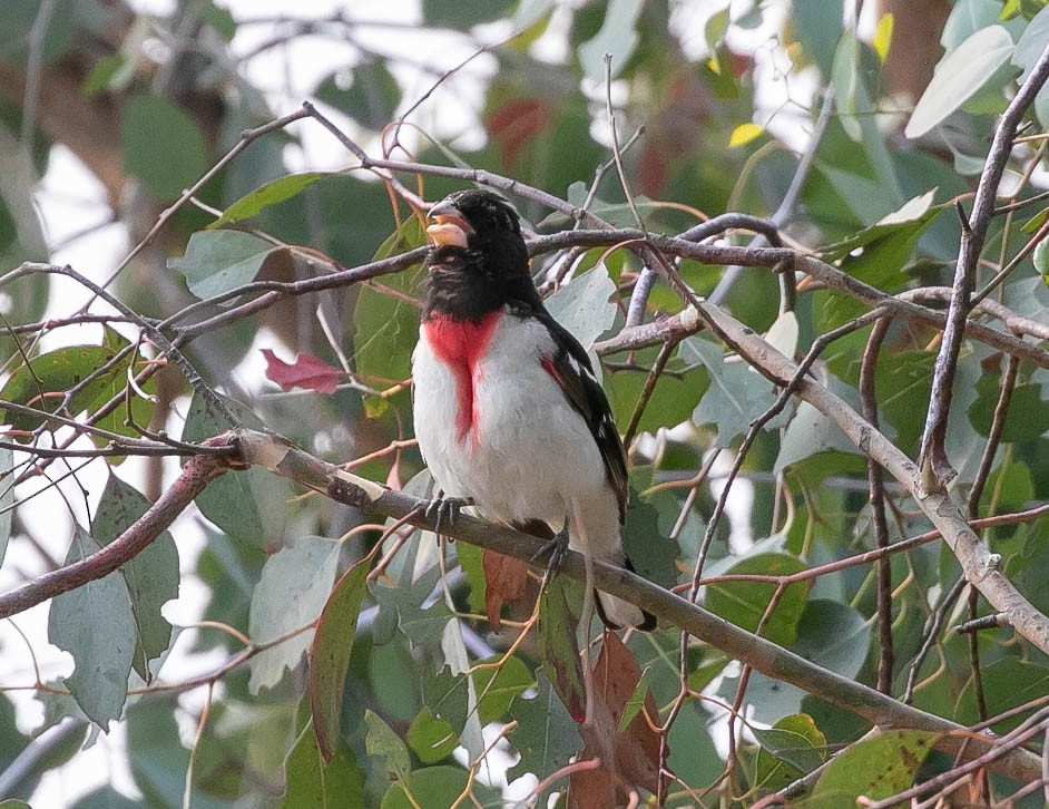 Rose-breasted Grosbeak - ML620521001