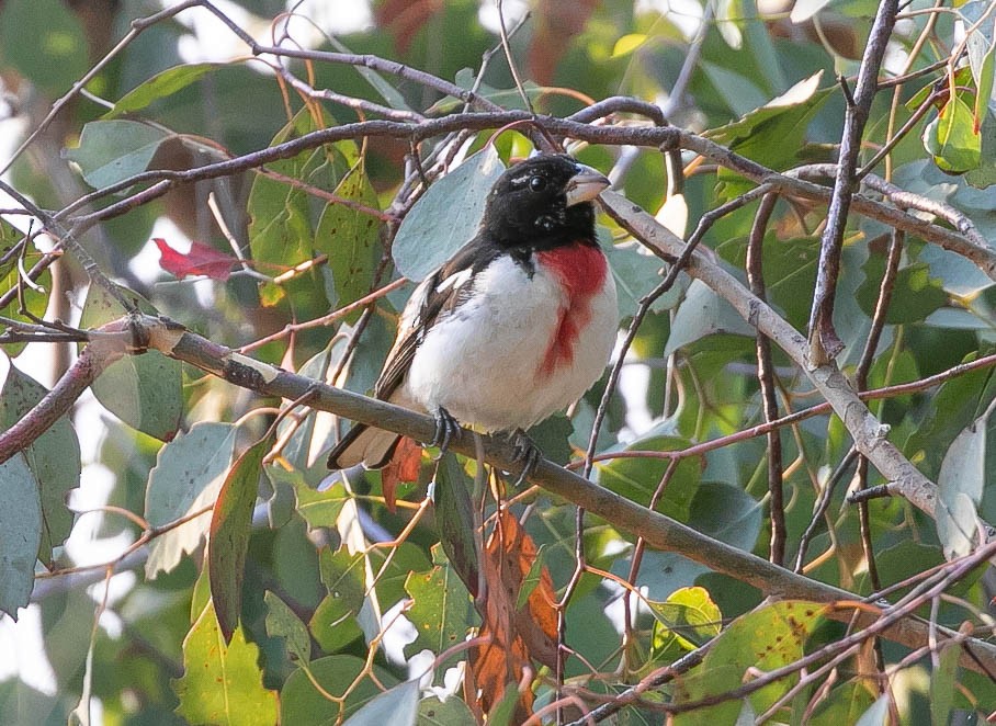 Rose-breasted Grosbeak - ML620521008