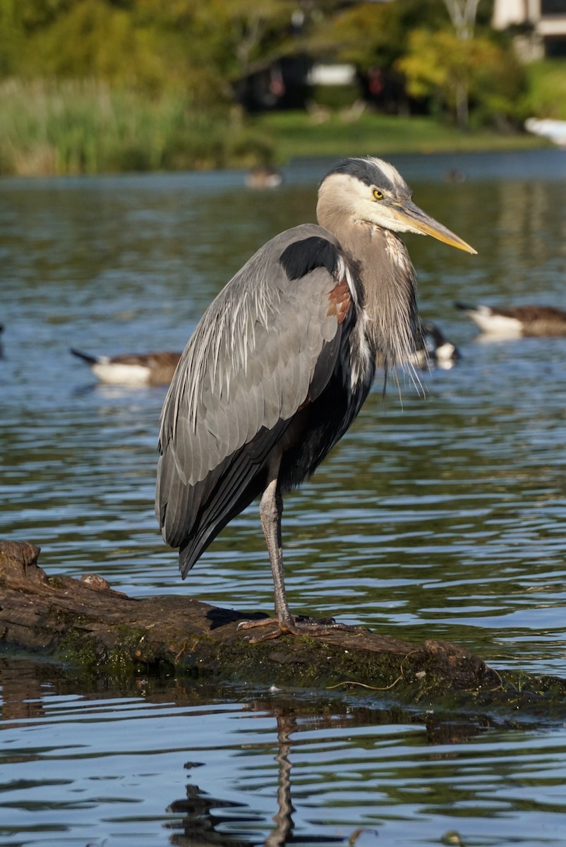 Great Blue Heron - ML620521009