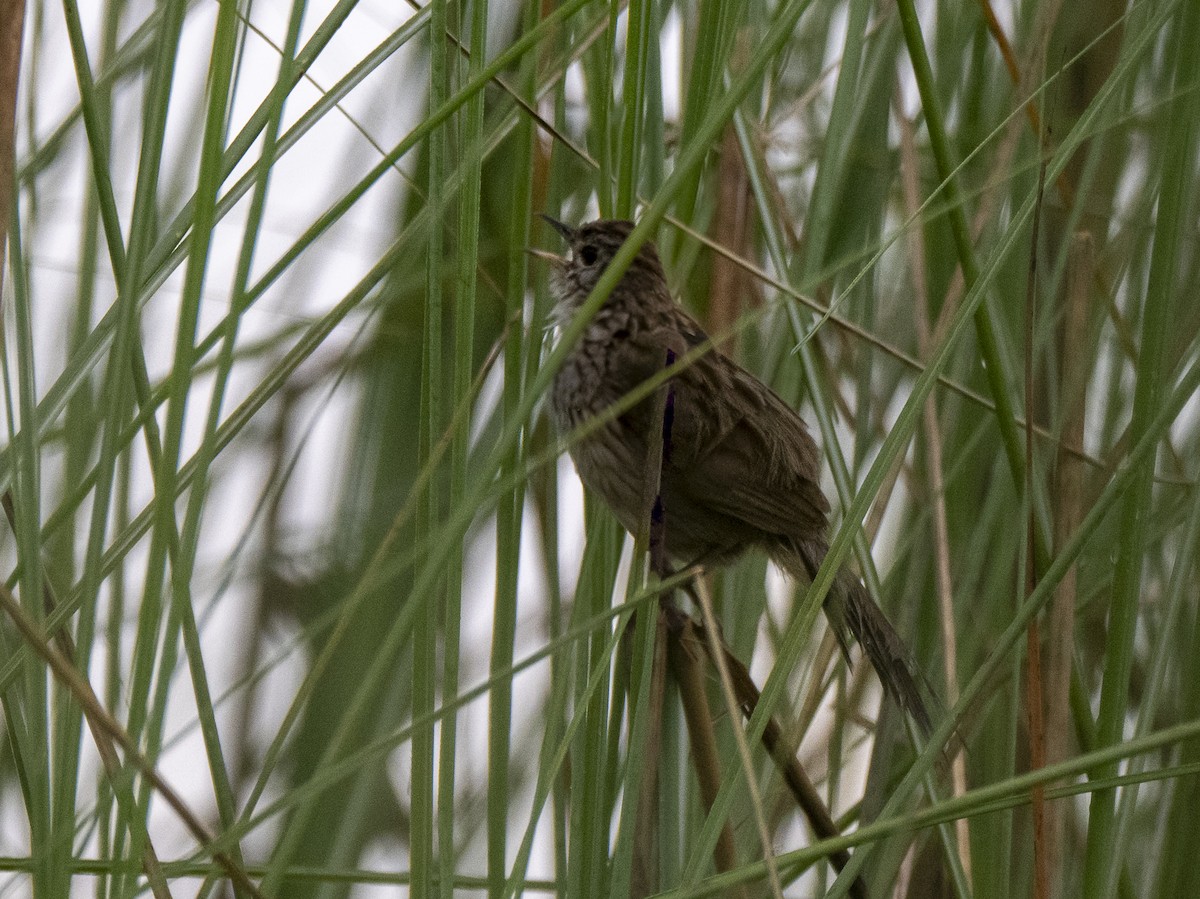 Prinia Palustre - ML620521010