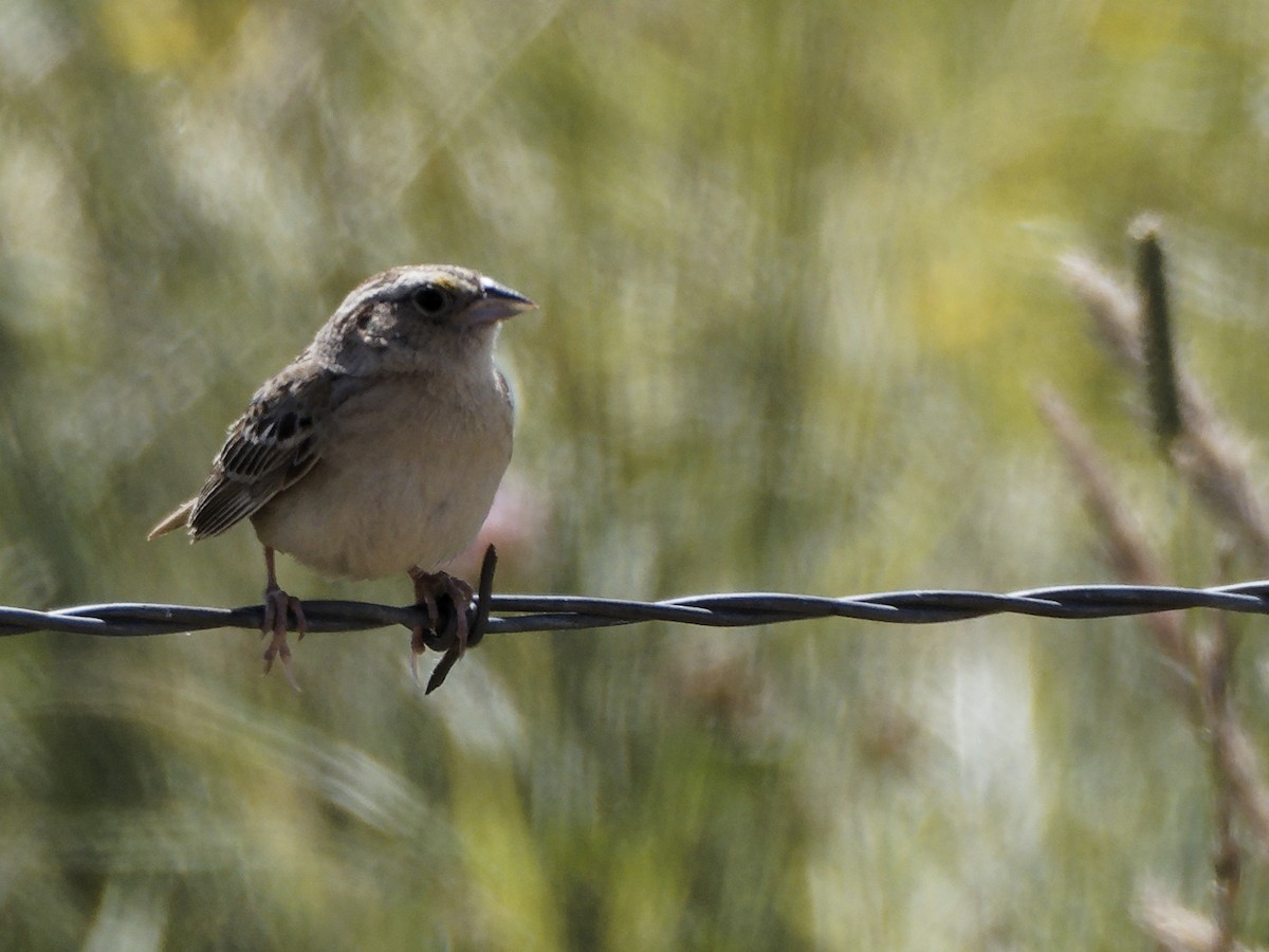 Grasshopper Sparrow - ML620521011