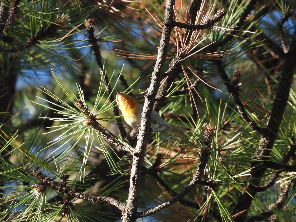 Olive Warbler - Colby Neuman