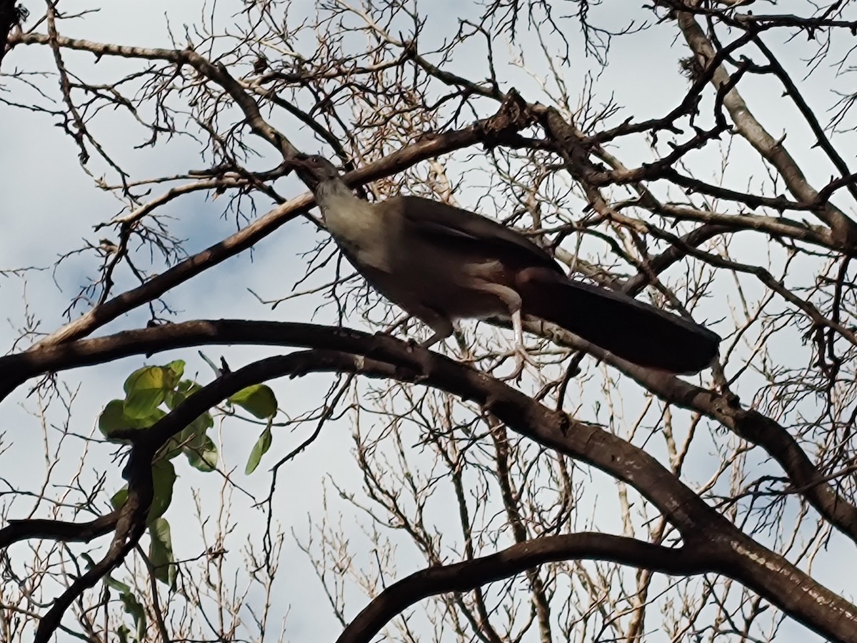 Chaco Chachalaca - ML620521018