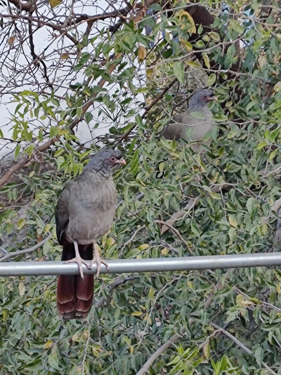 Chaco Chachalaca - ML620521019