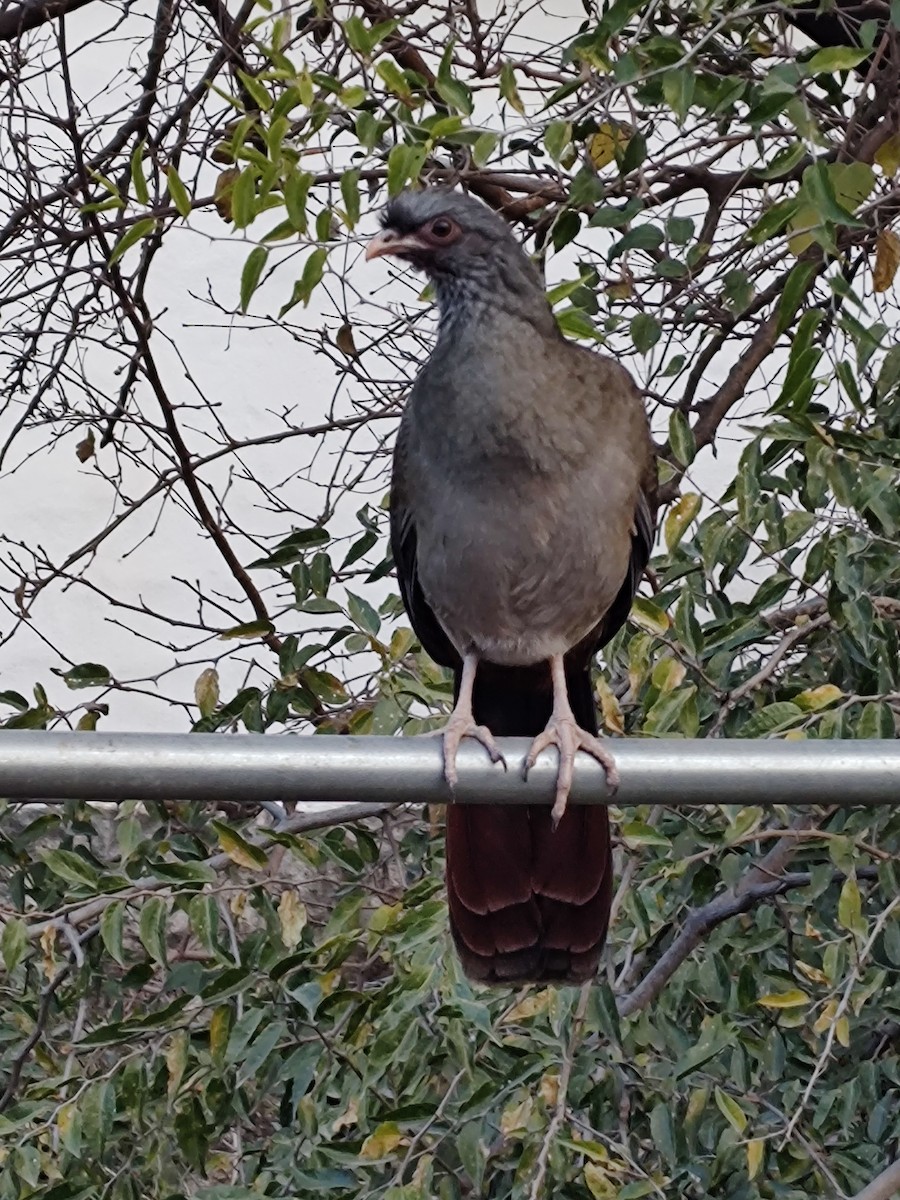 Chachalaca Charata - ML620521020