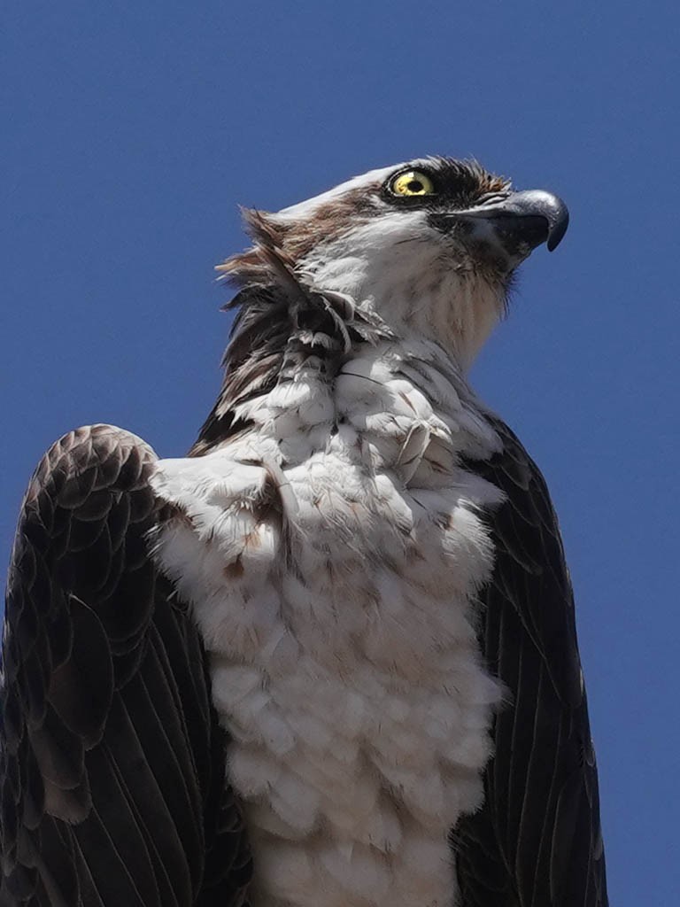 Águila Pescadora - ML620521025