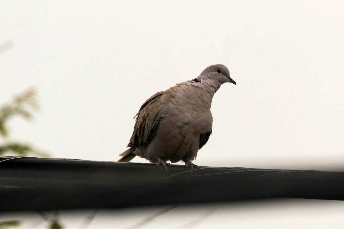 Eurasian Collared-Dove - ML620521026