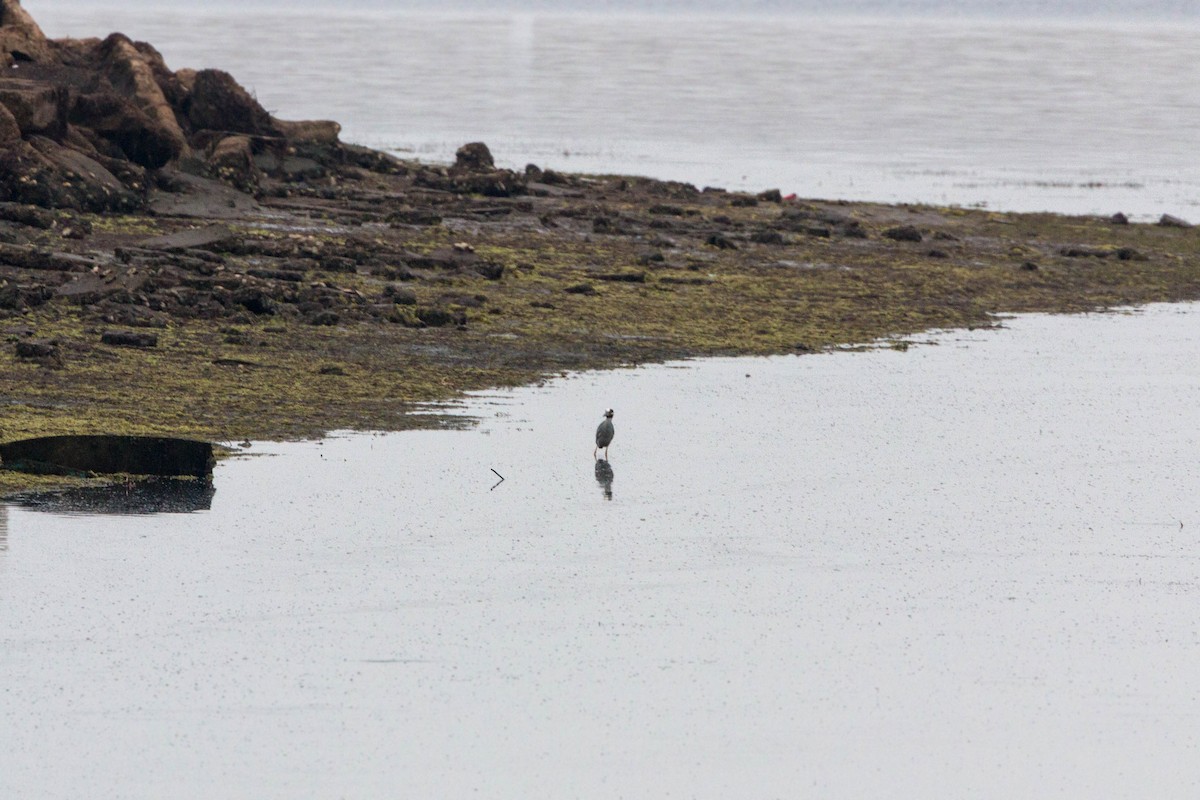 Yellow-crowned Night Heron - ML620521029