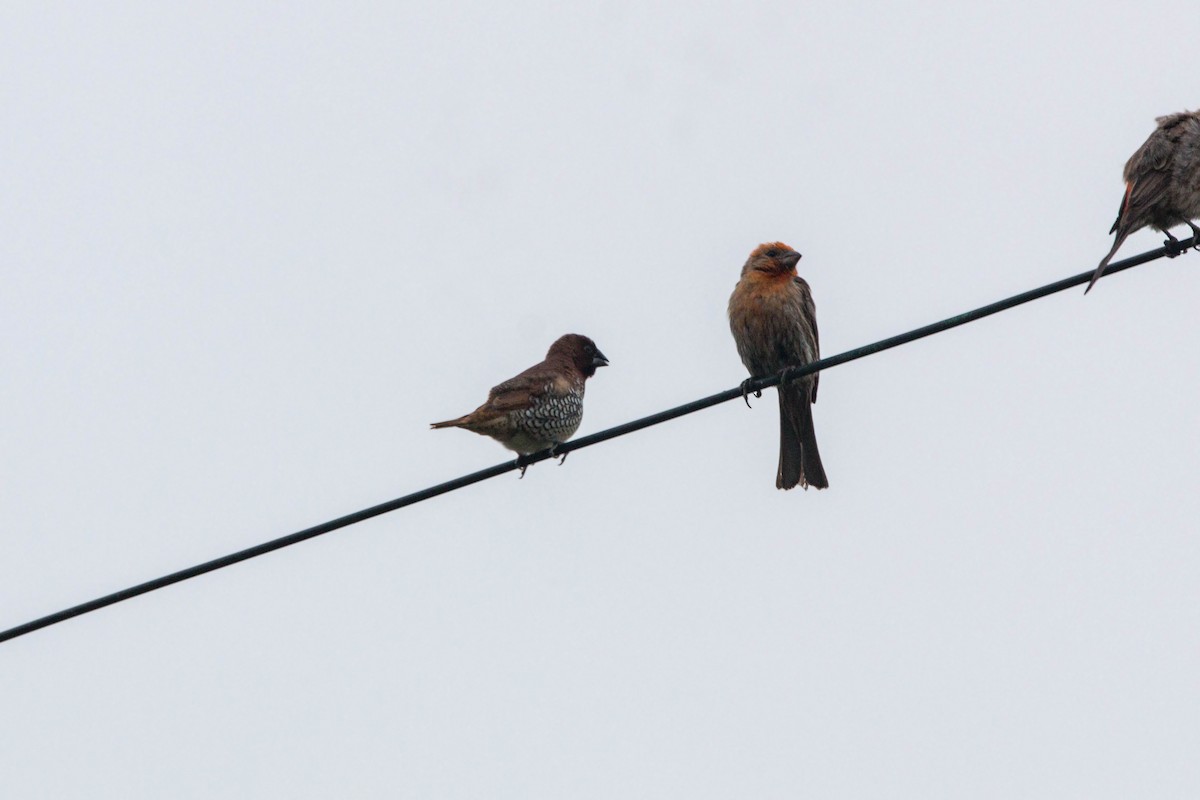 Scaly-breasted Munia - ML620521030