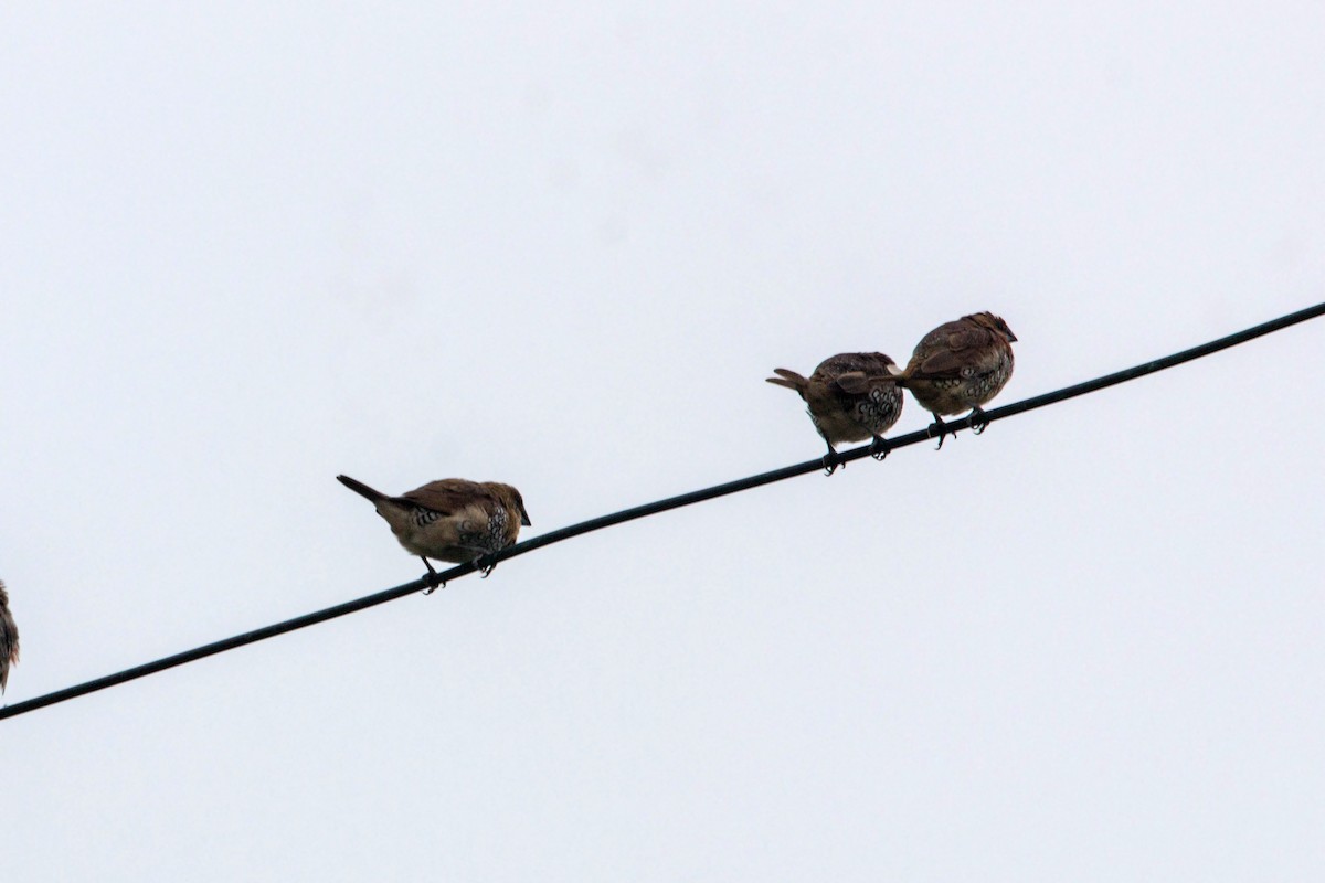 Scaly-breasted Munia - ML620521034