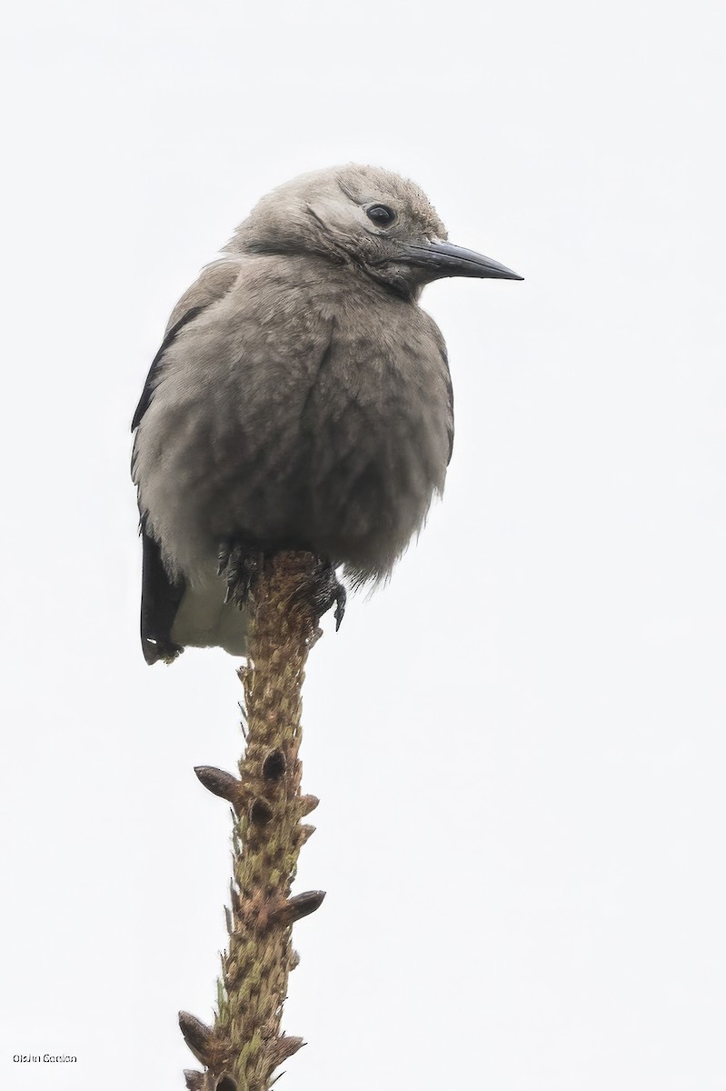 Clark's Nutcracker - ML620521036