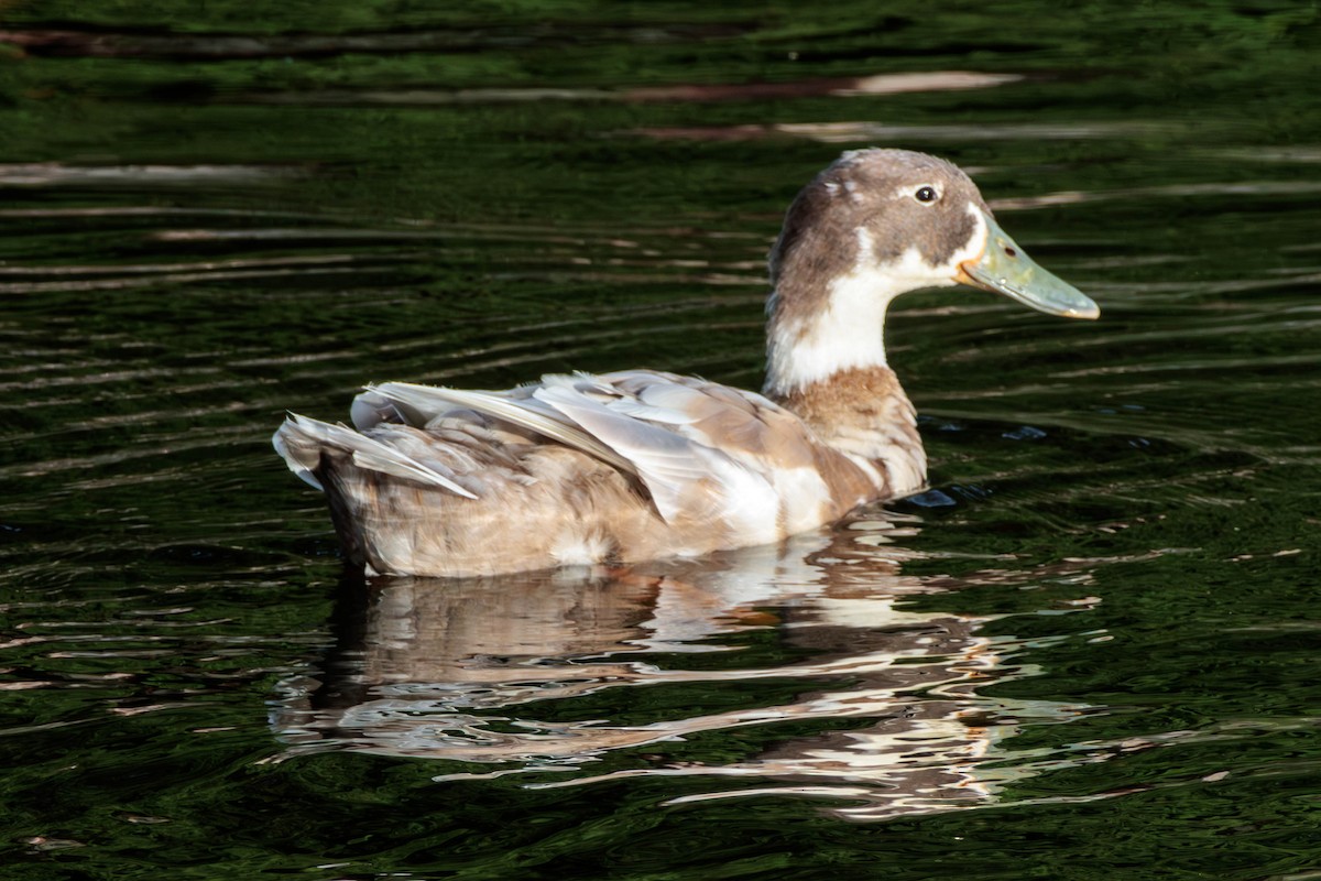 Fehlfarben-Stockente/Hausente - ML620521039