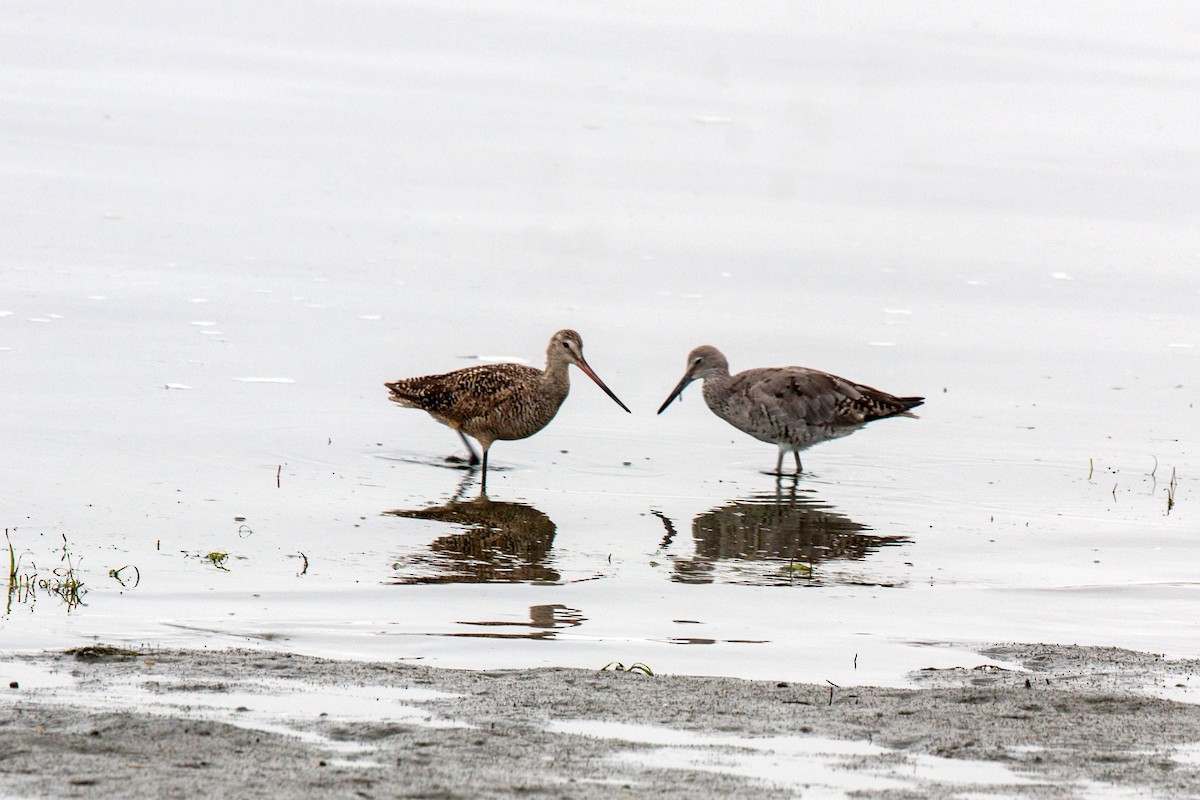 Marbled Godwit - ML620521049