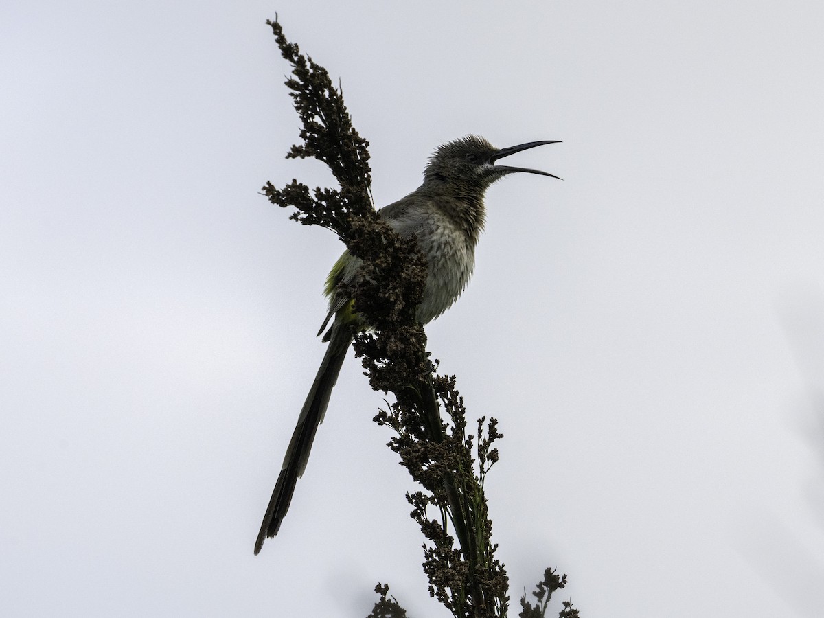 Cape Sugarbird - ML620521051