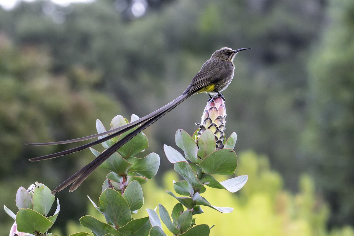 Kaphonigvogel - ML620521055