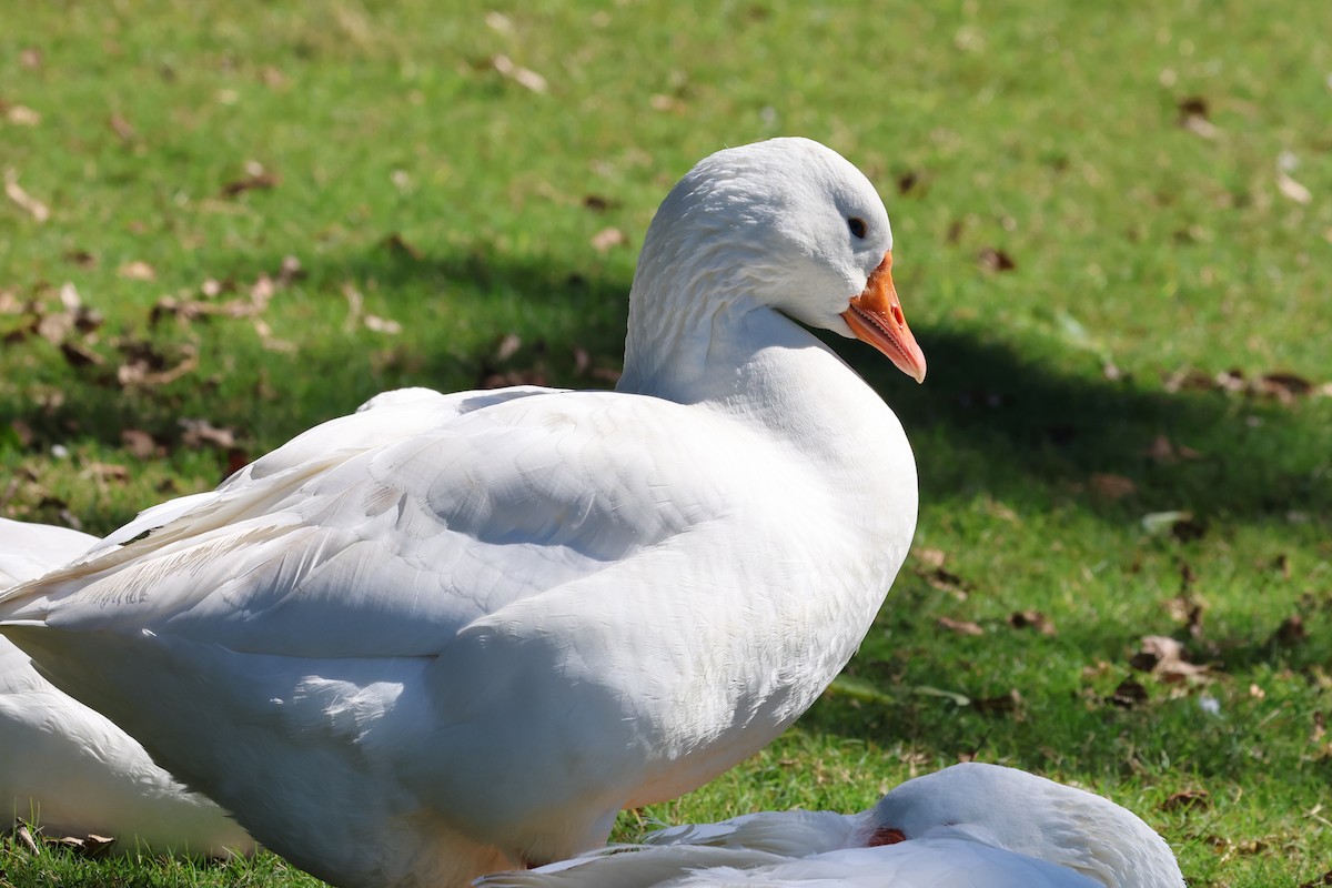 Mallard (Domestic type) - ML620521061