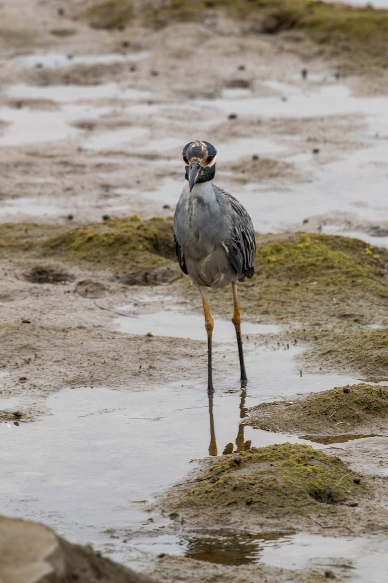 Yellow-crowned Night Heron - ML620521063