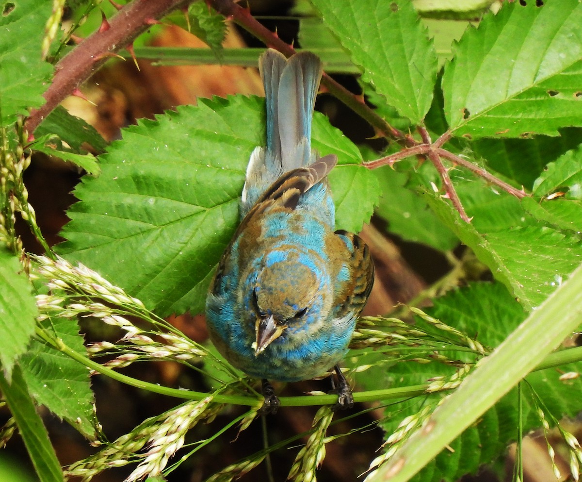 Passerin indigo - ML620521065