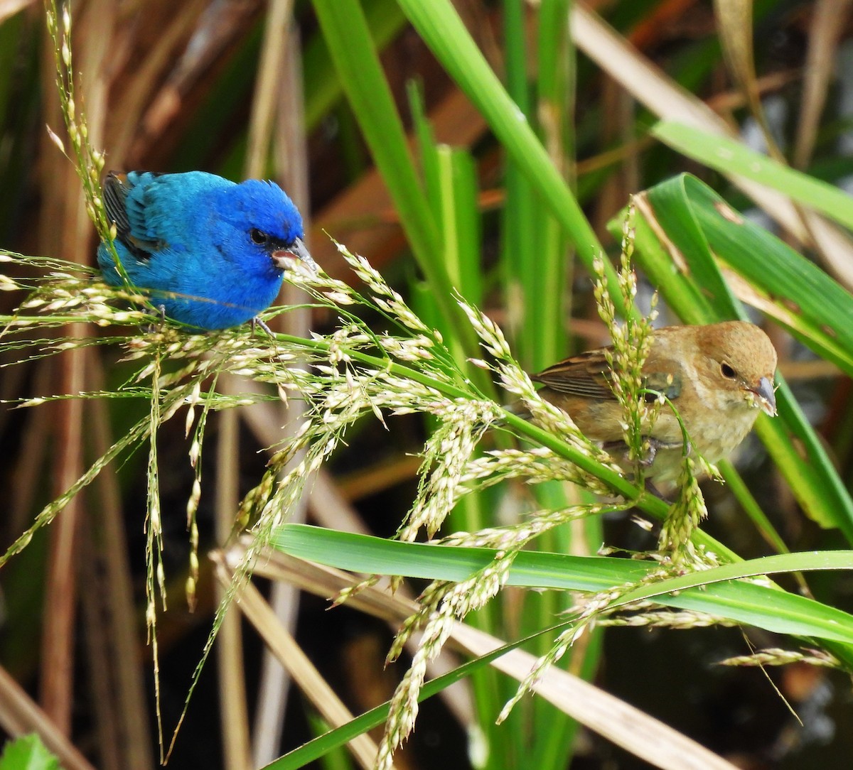 Passerin indigo - ML620521067