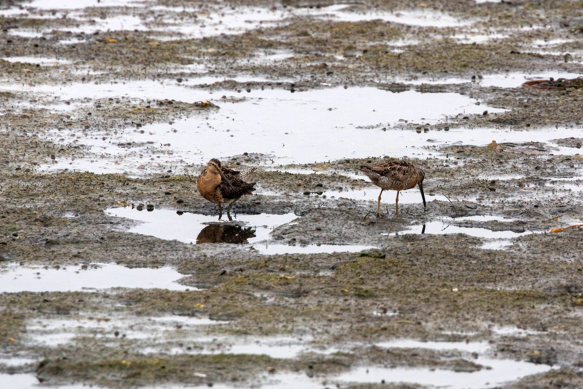 Long-billed Curlew - ML620521068