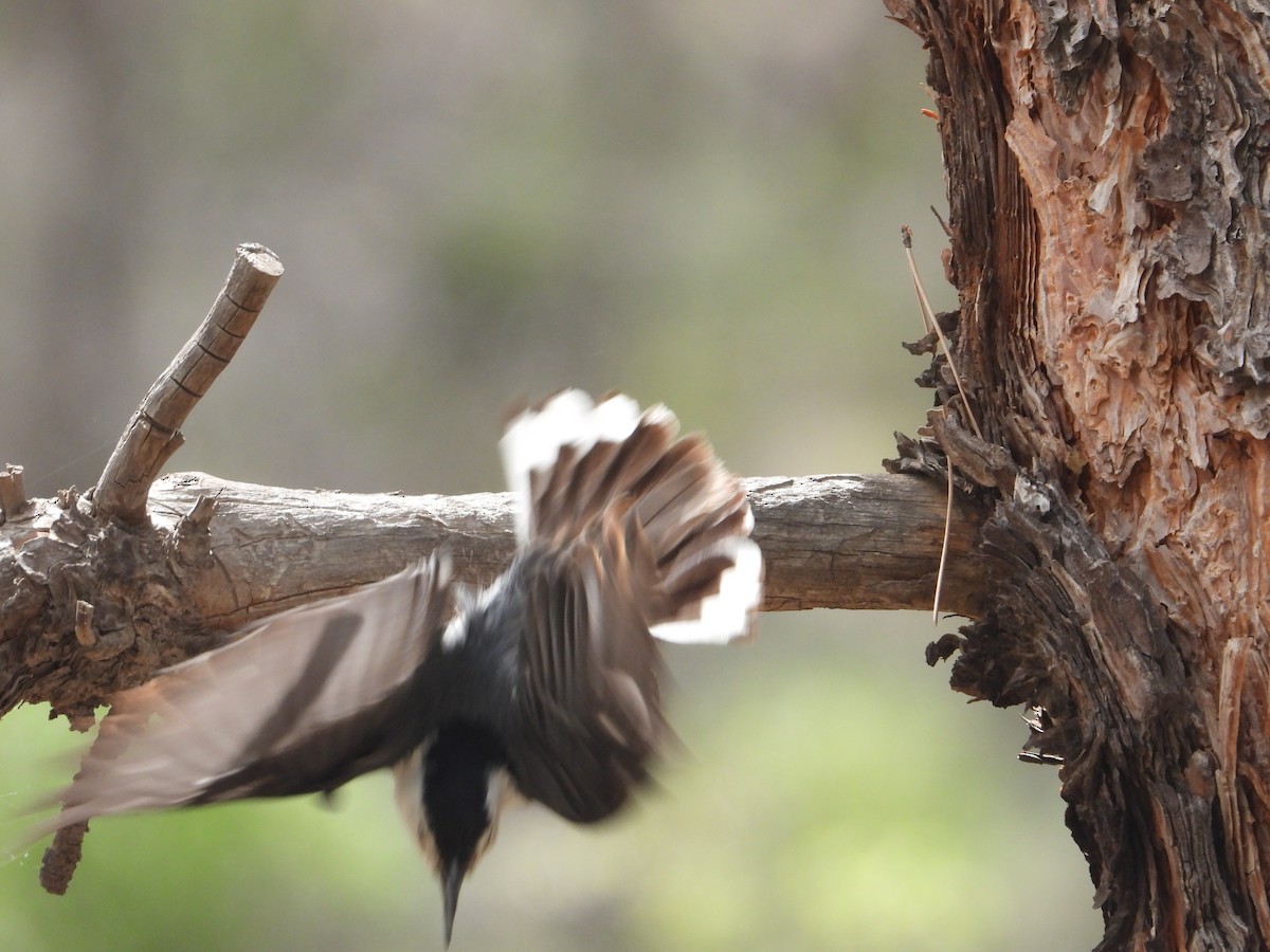 White-breasted Nuthatch (Interior West) - Colby Neuman