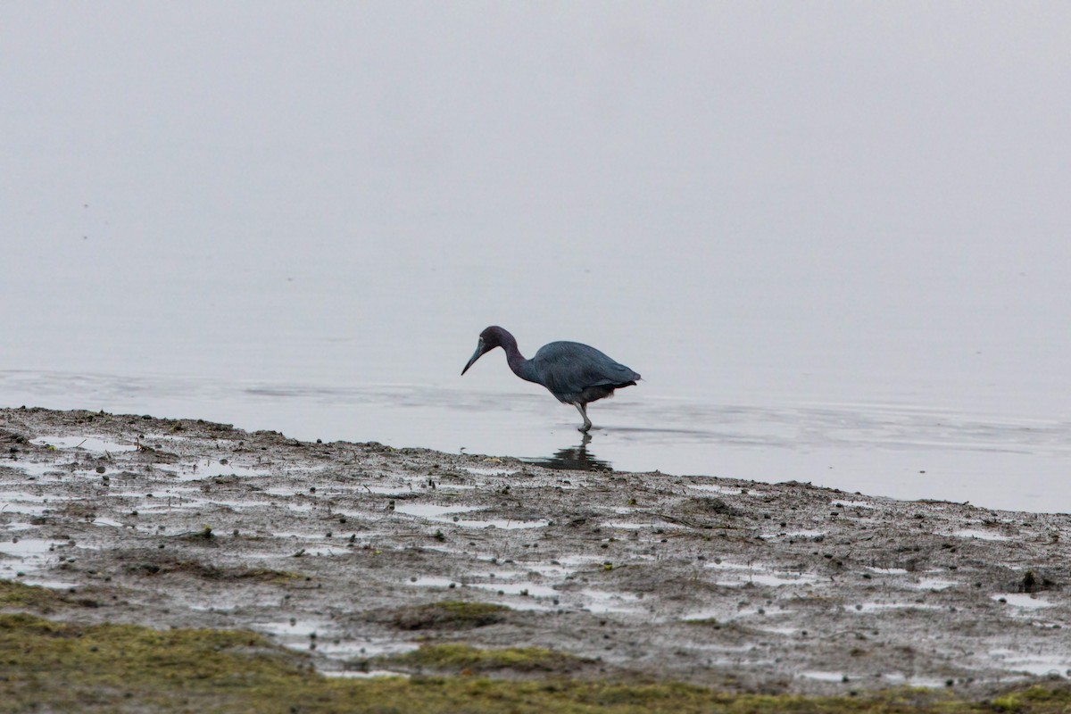 Little Blue Heron - ML620521071