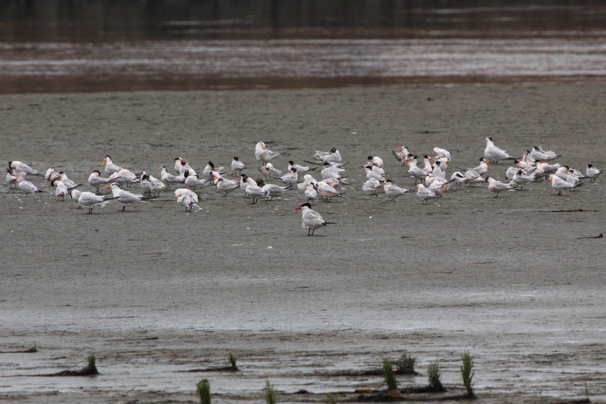 Elegant Tern - ML620521077