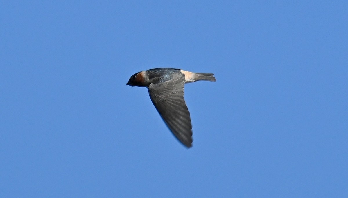 Cliff Swallow - ML620521080