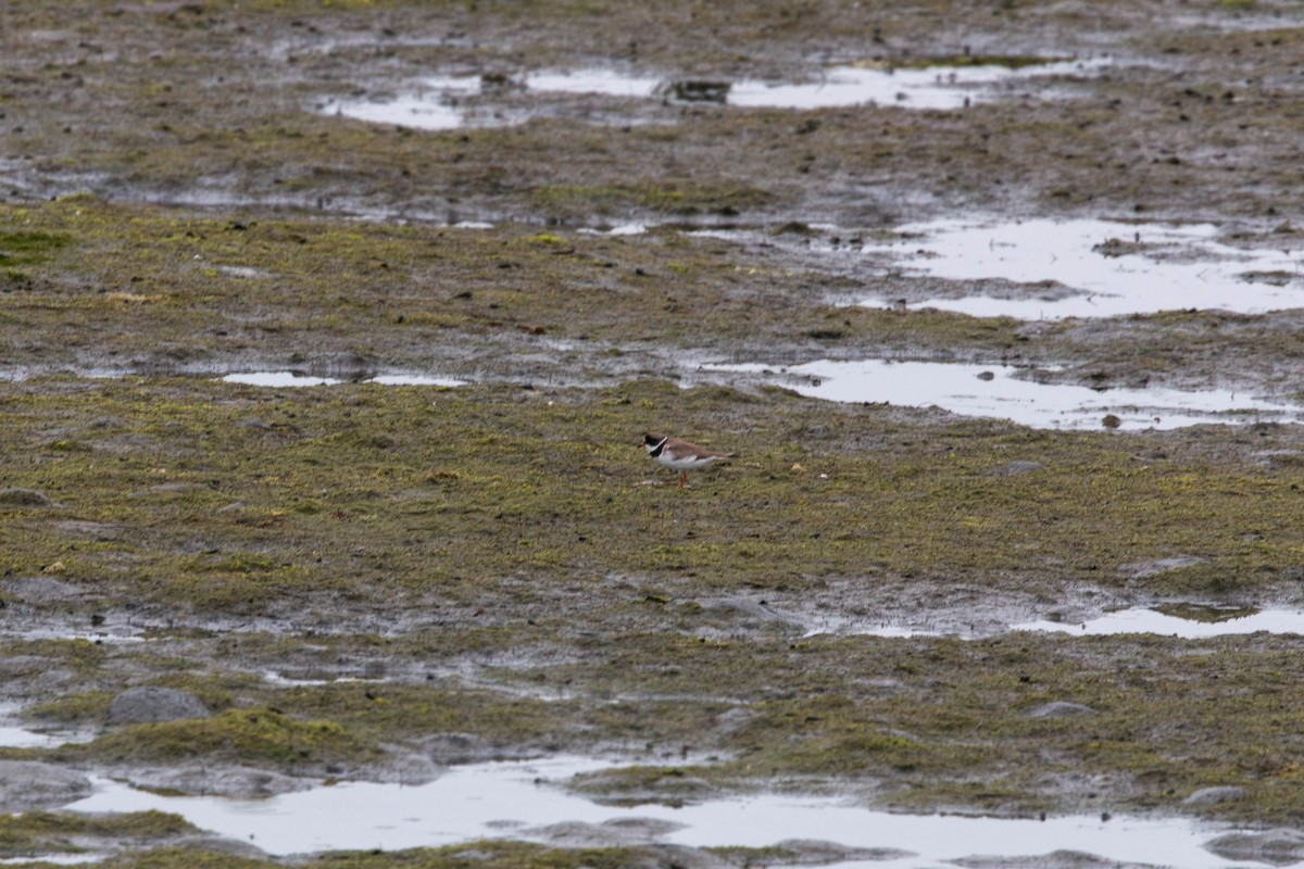 Semipalmated Plover - ML620521083