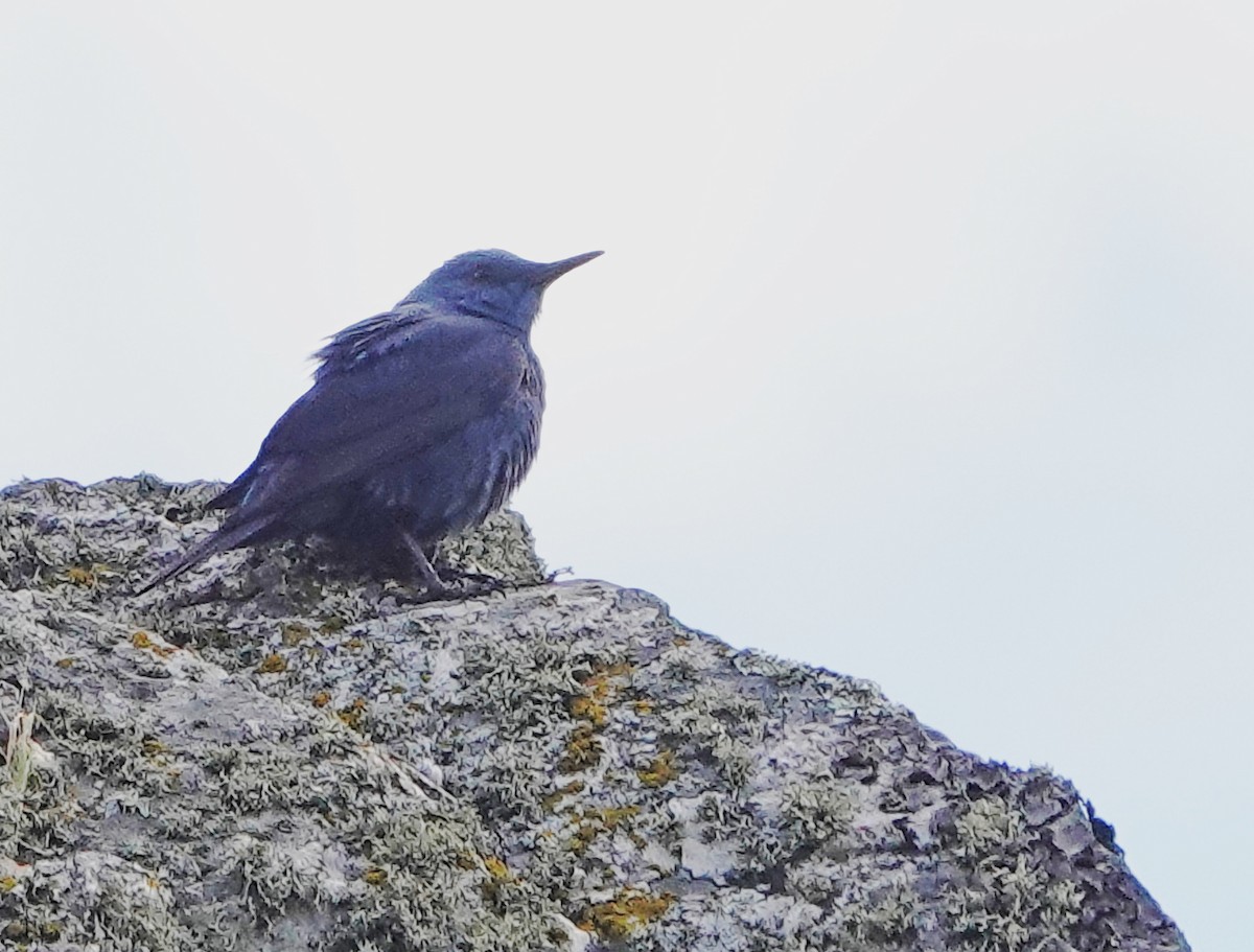 Blue Rock-Thrush - ML620521089