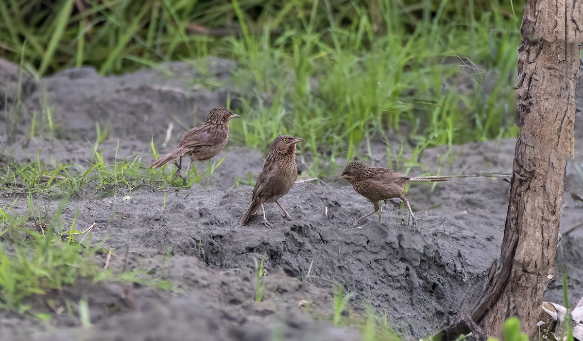 Striated Babbler - ML620521098