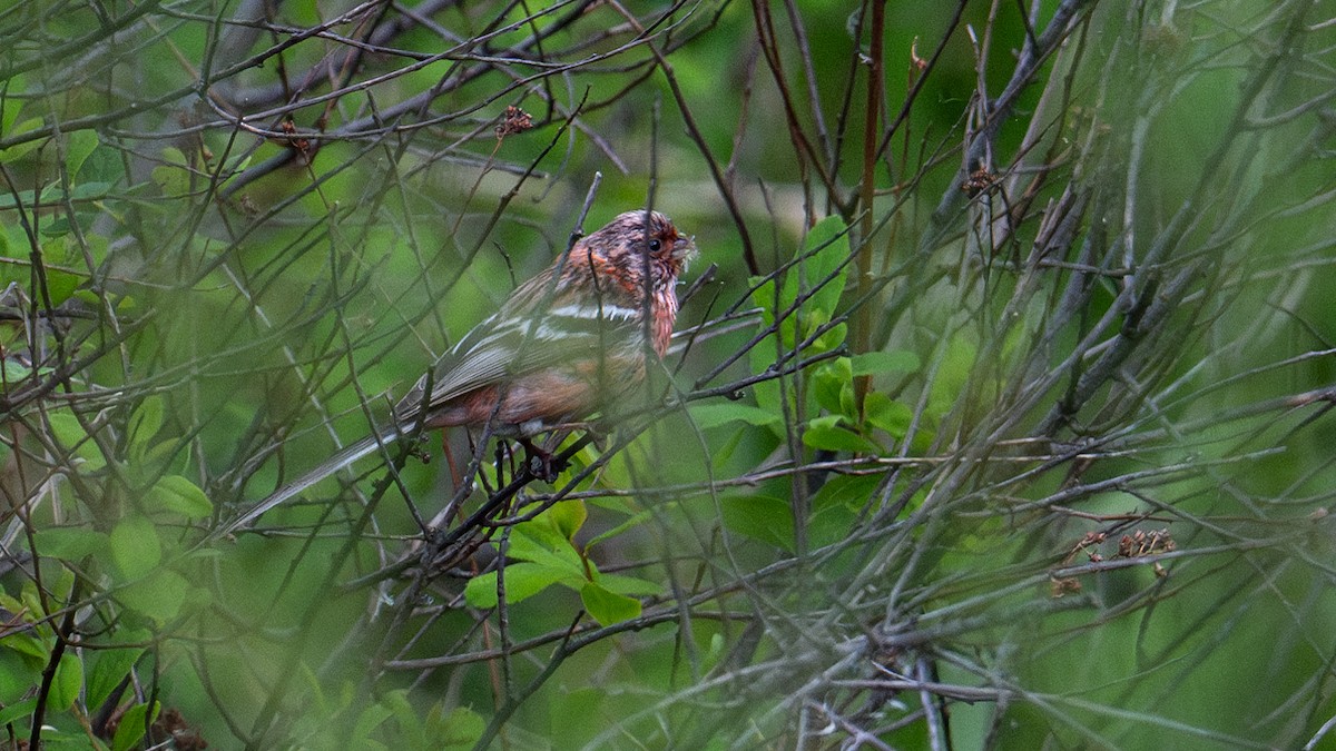 Long-tailed Rosefinch - ML620521100