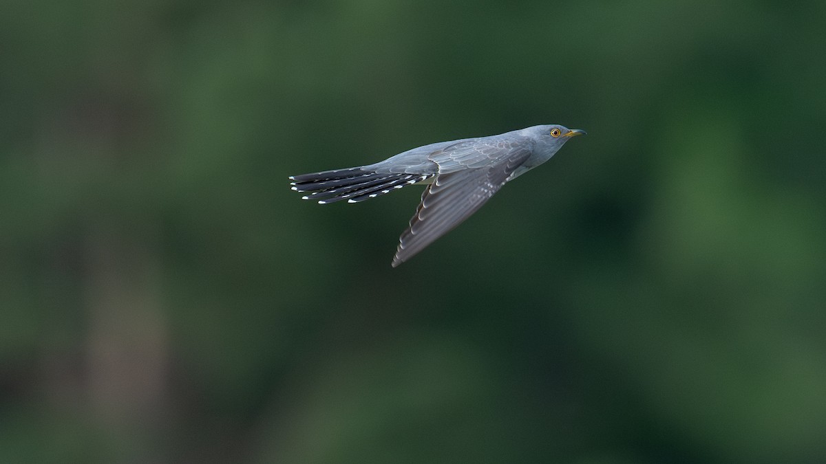 Common Cuckoo - ML620521111