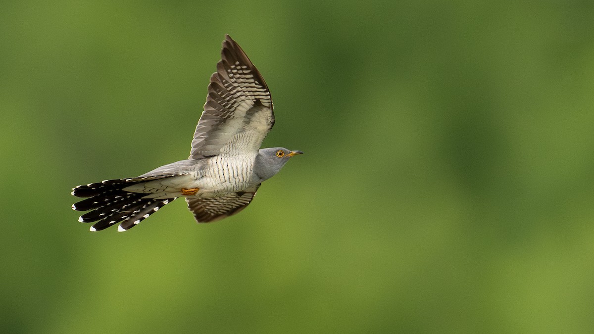 Common Cuckoo - ML620521112