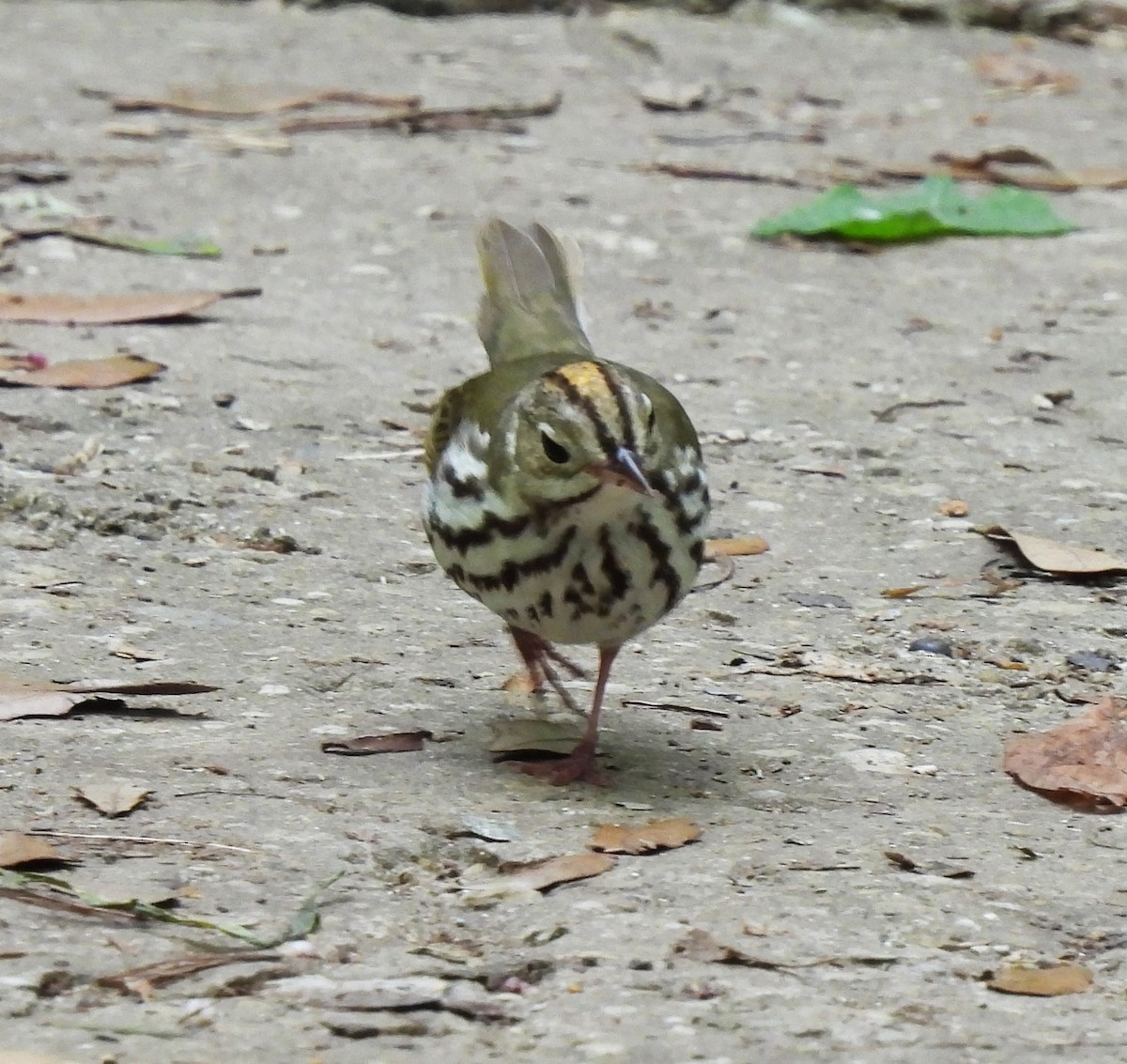 Ovenbird - ML620521116