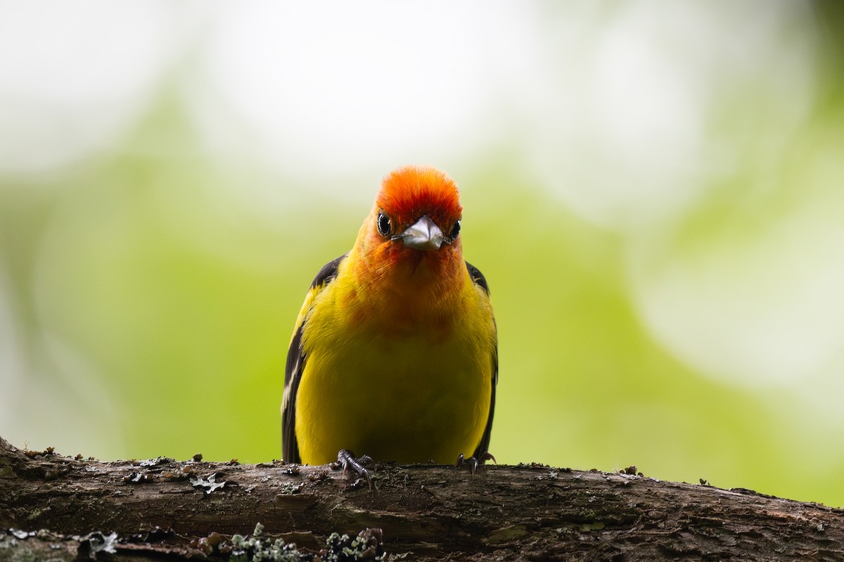 Western Tanager - ML620521118