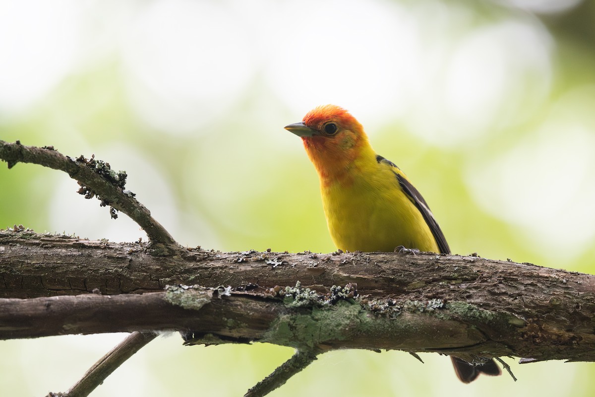 Western Tanager - ML620521119