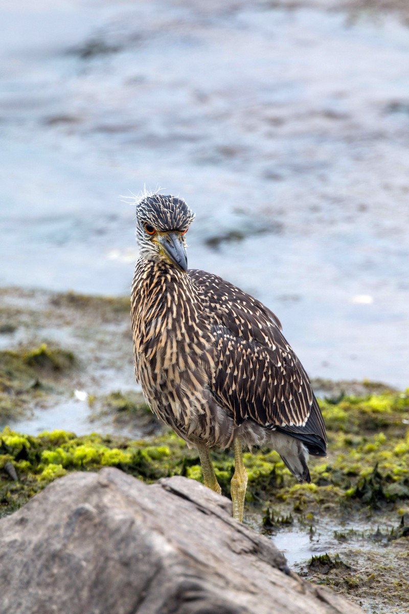 Yellow-crowned Night Heron - ML620521120