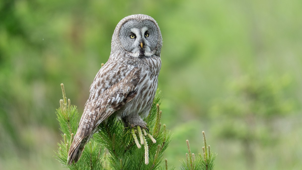 Great Gray Owl - ML620521124