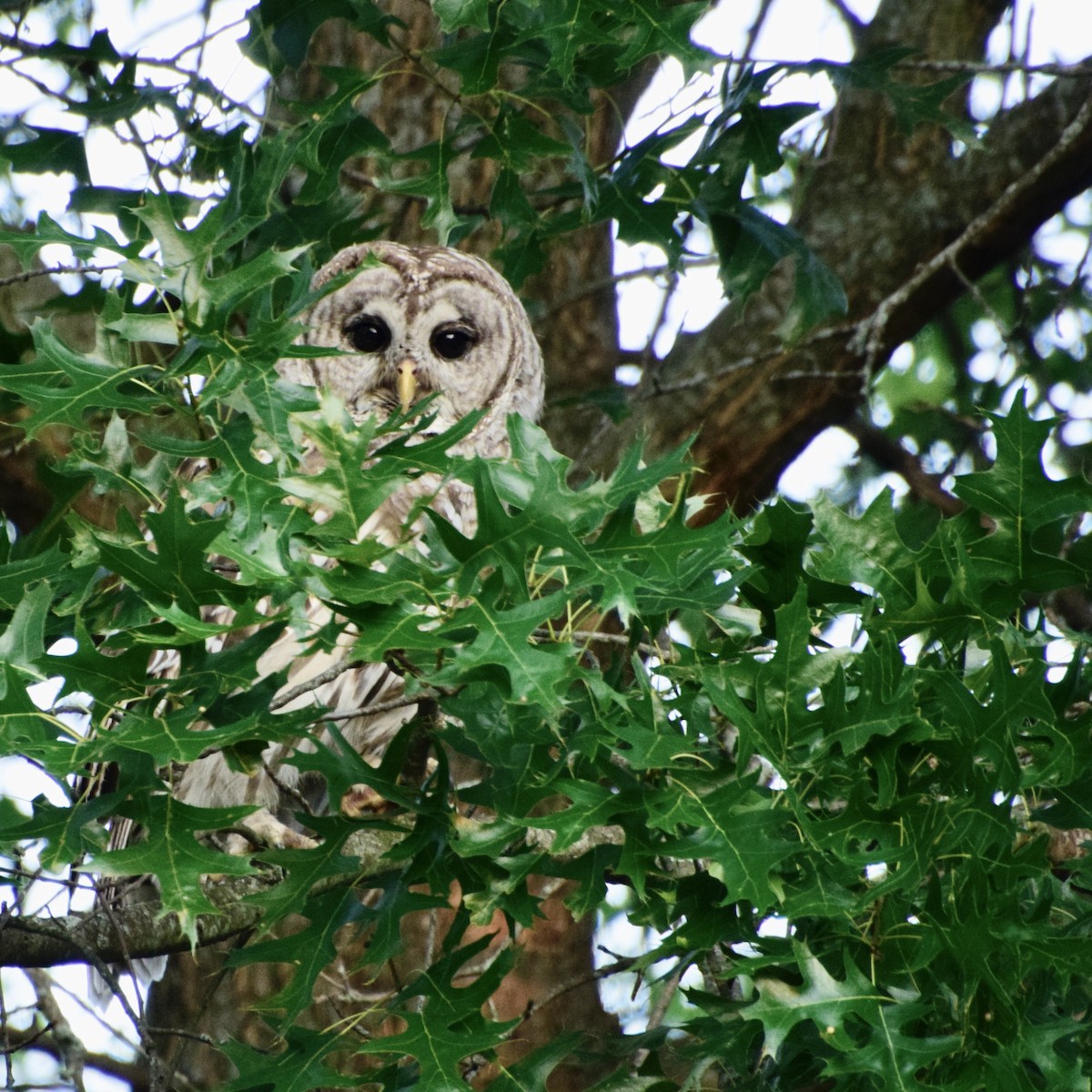 Barred Owl - ML620521126