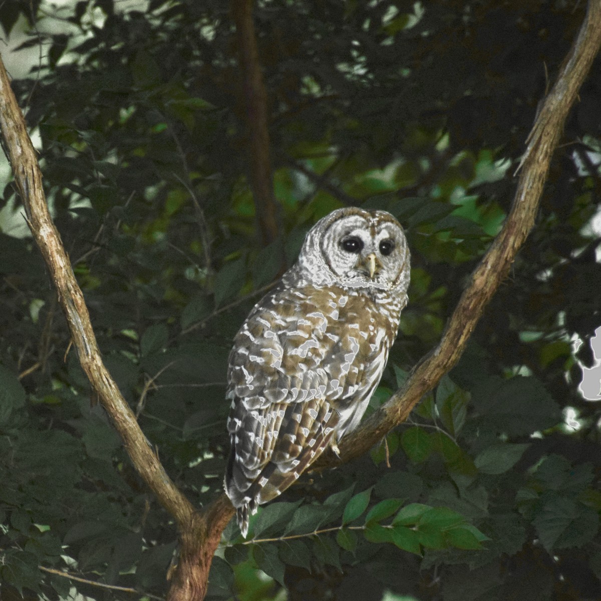 Barred Owl - David Rudder