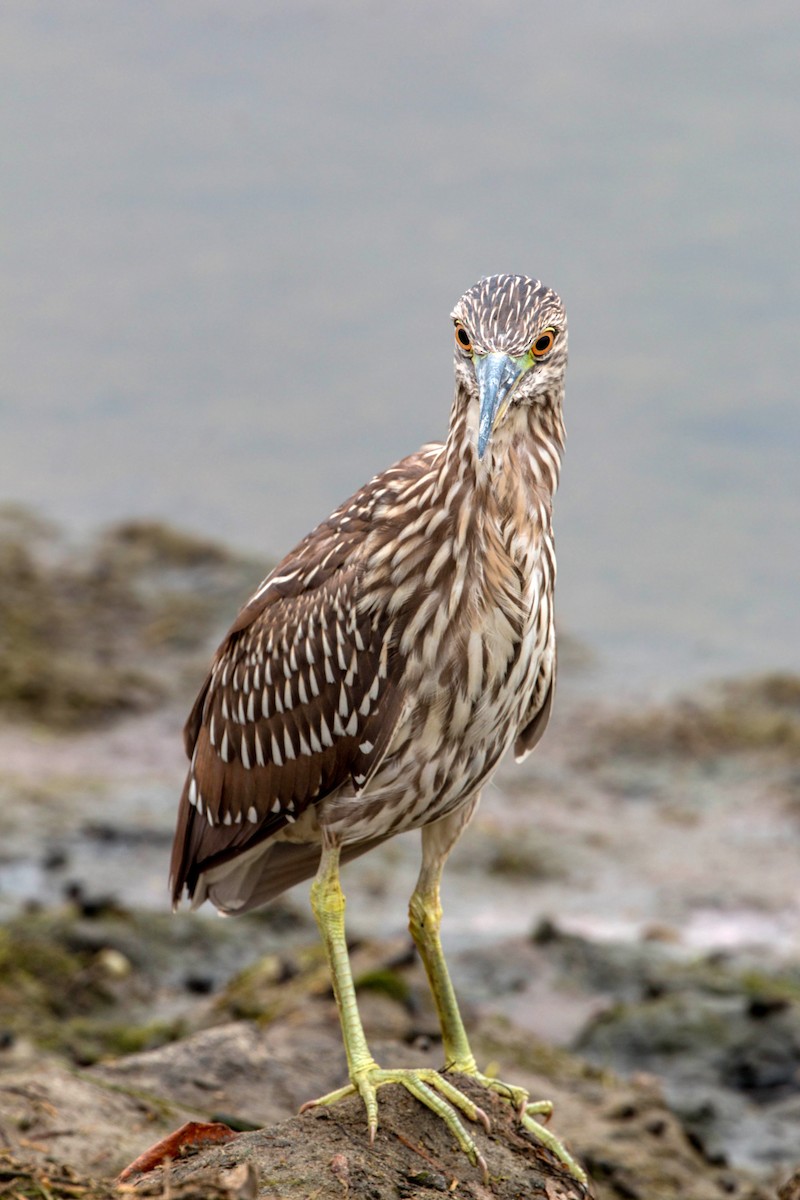 Yellow-crowned Night Heron - ML620521130