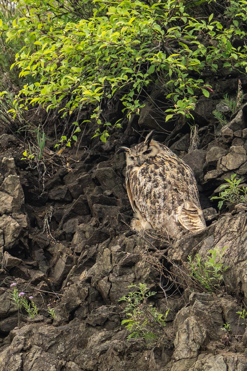 Eurasian Eagle-Owl - ML620521131