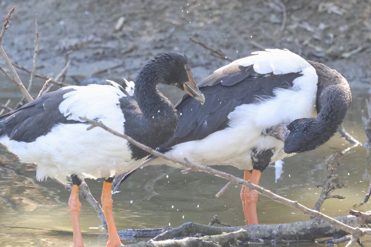 Magpie Goose - ML620521132