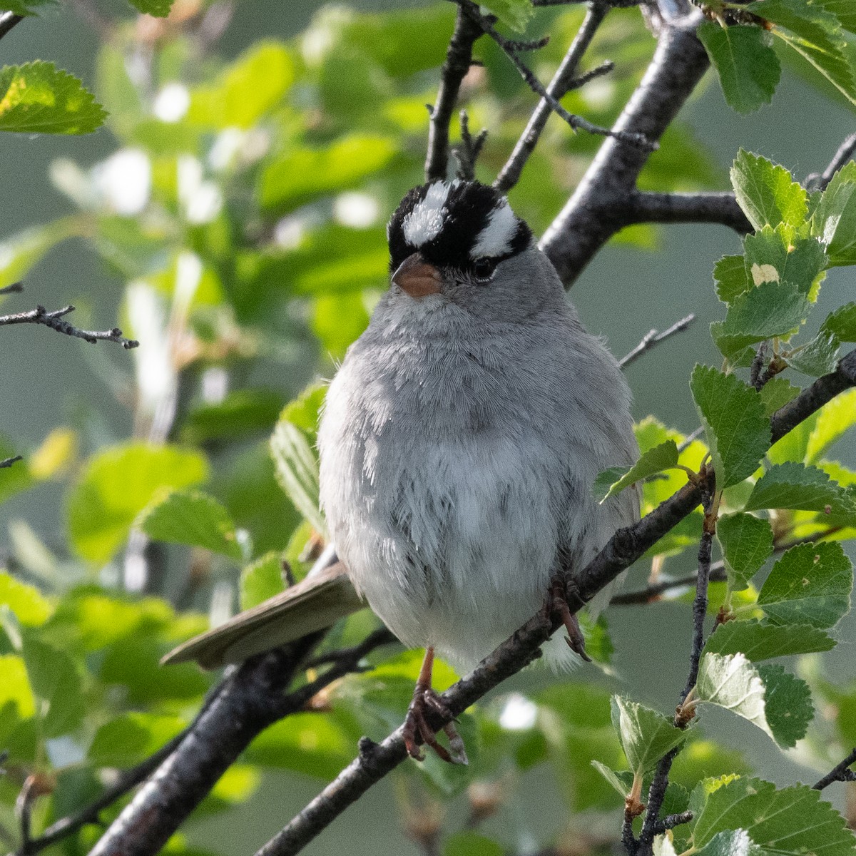 White-crowned Sparrow - ML620521133