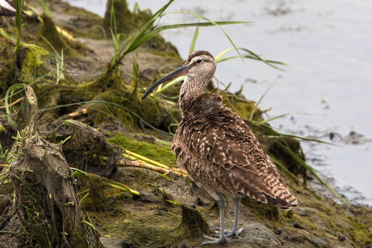 Whimbrel - ML620521135