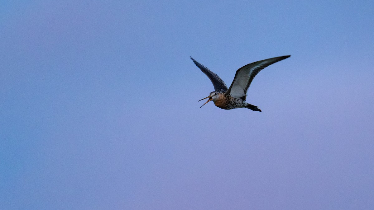 Black-tailed Godwit - ML620521136